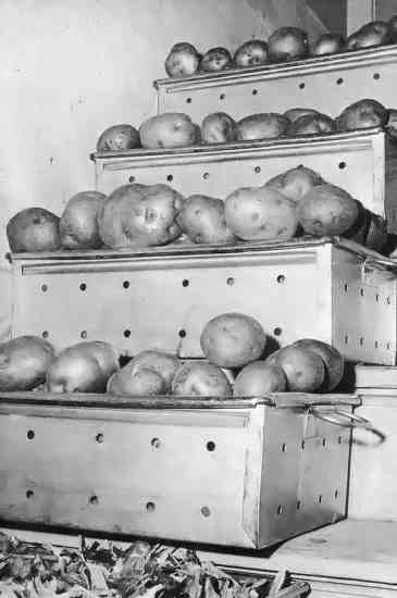 Do not store potatoes over winter in heated basements. Instead, use the landing and steps leading down. To exclude heated basement air, shut the door at the bottom of the stairs or, if there is no door, hang a tarp or rig up a similar arrangement. We store 20 to 40 pounds of produce in lug boxes and ventilated pans on each tread of our basement stairs and still find ample walking room beside the produce. The landing provides space for another couple hundred pounds of vegetables. We haven't needed it yet, but if we ever do, we'll build shelving along the stairwell wall for even more storage space. We really enjoy potatoes, like the ones shown here, at Christmas time!